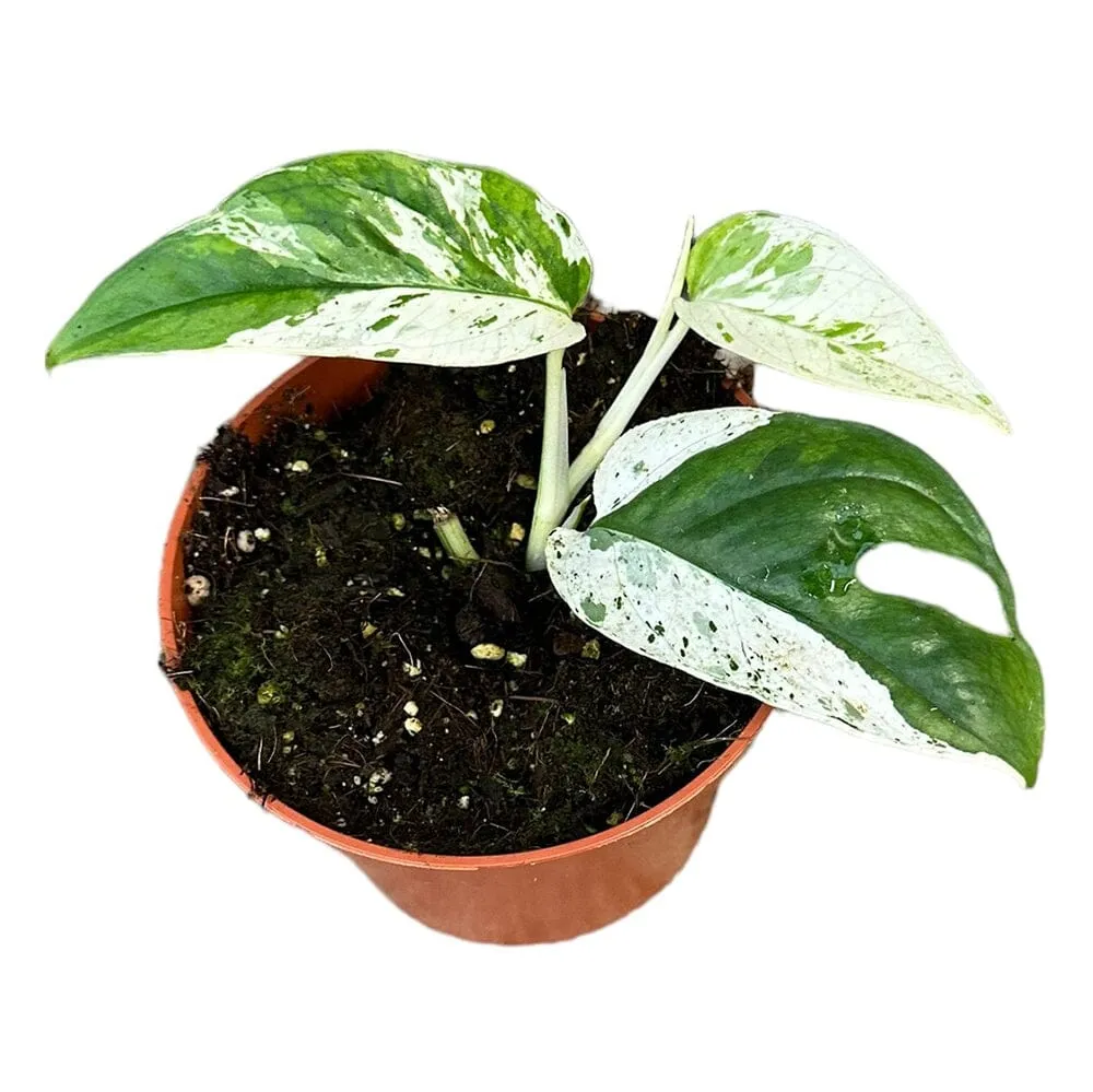 15 cm  Epipremnum Pinnatum Marble Variegata House Plant 10,5 cm Pot